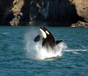 Whale Watch Tour by Seaplane & Zodiac