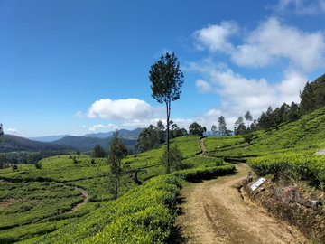 Pekoe Trail Day Trek - Nuwara Eliya
