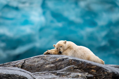 Svalbard Wildlife holidays