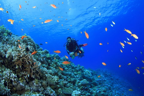 World Renowned Diving & Snorkelling
