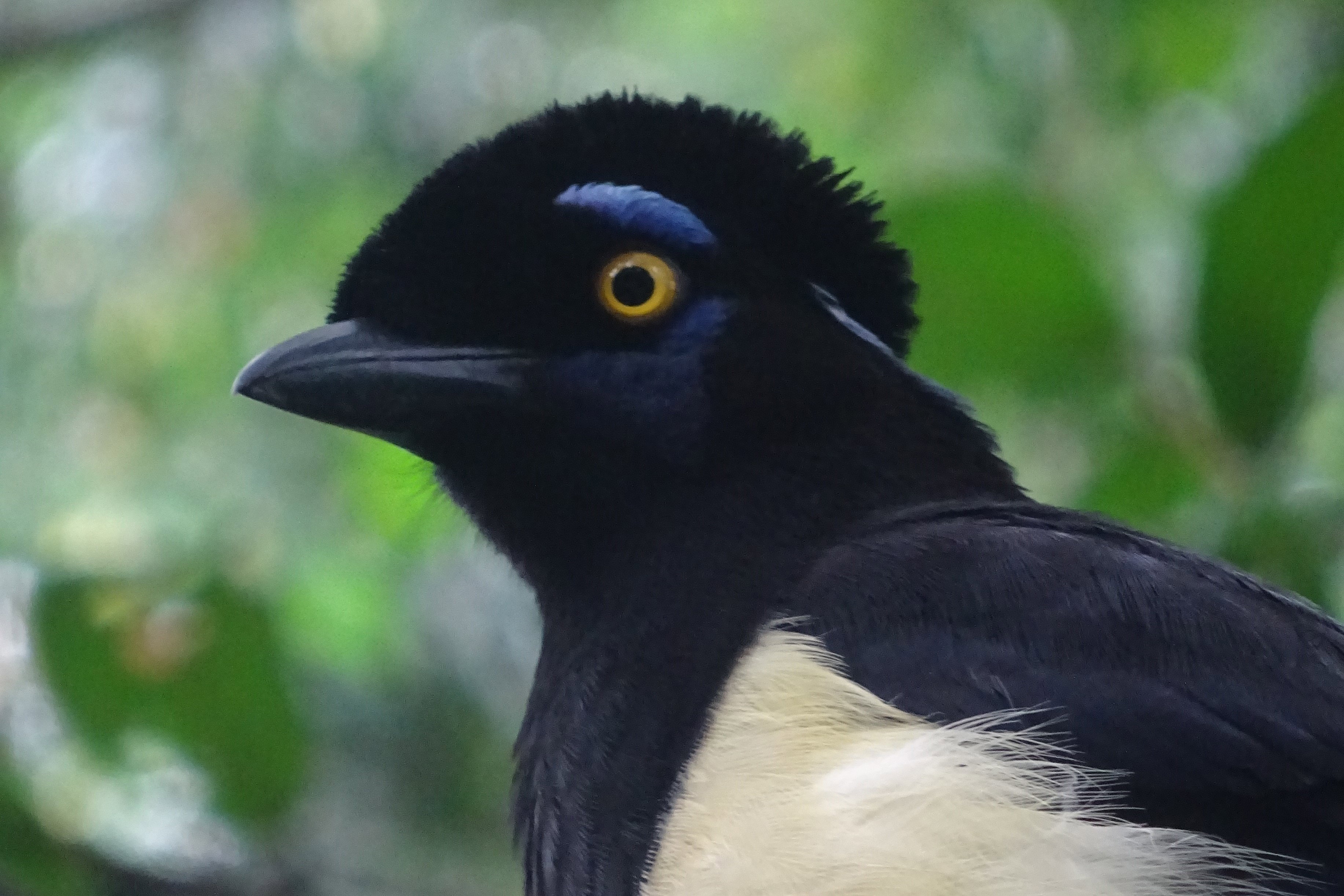 Empanada birds in South America
