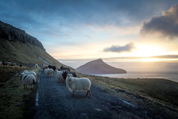 Sheep in the middle of the road in the Faroe Islands.