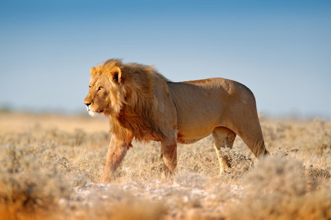 Discover Namibia