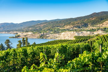 Okanagan wine country in Western Canada, British Columbia. Landscape with vineyards and lake - travel outdoor tranquil scene background winemaking vines landscape bc hill western canada travel destinations farmland valley lake crop penticton tourism columbia green vineyard kelowna scenic wine country british vineyards mountain british columbia outdoors canada North America sky rows farm summer nature sunset winery okanagan valley canadian grape grapes okanagan wineries blue water view vine field wine agriculture  