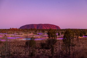 A Night at Field of Light