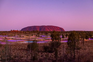 A Night at Field of Light