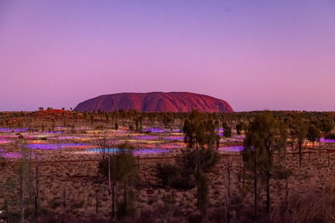 A Night at Field of Light