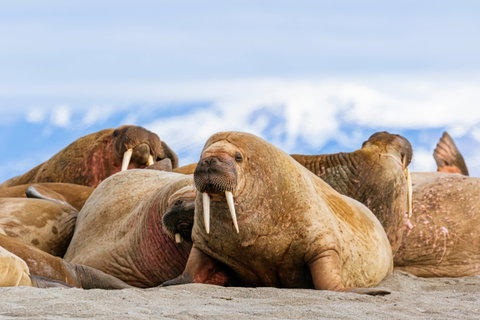 Svalbard Adventure Cruise