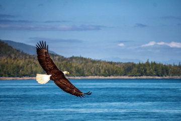 Alaska's Wilderness, Glaciers & Culture