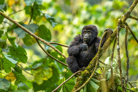 Uganda Safaris holidays