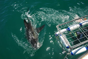 Shark Cage Diving Tour From Hermanus with Transfers