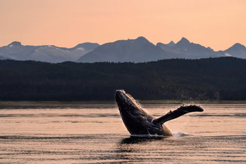 The Canadian Rockies & Alaska