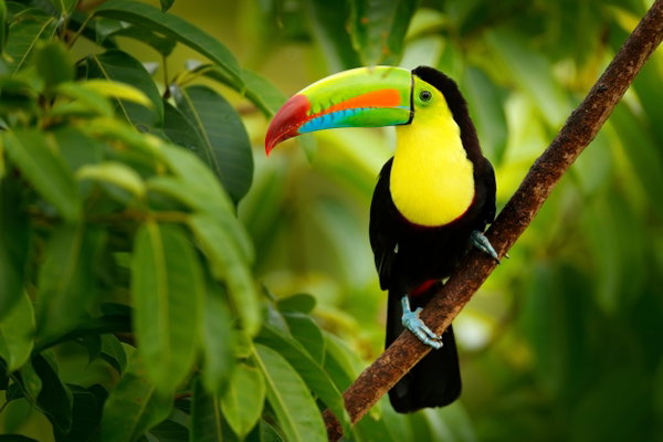 Best of Costa Rica