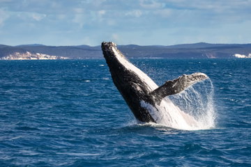 Queensland Coast Adventure