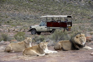 Aquila Private Game Reserve Day Tour