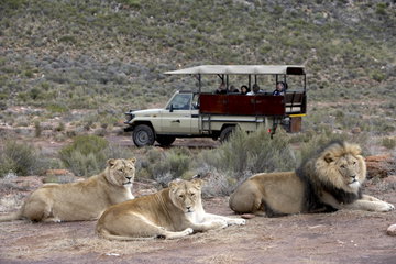Aquila Private Game Reserve Day Tour
