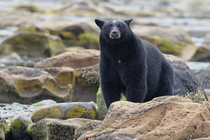 Ucluelet Bear Watching Cruise