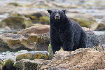 Ucluelet Bear Watching Cruise