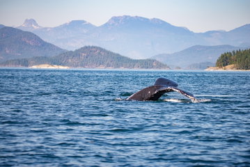 Campbell River Whale Watching