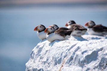 Resurrection Bay Wildlife Cruise