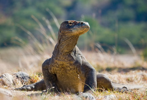 Enchanting Bali & Komodo Dragons
