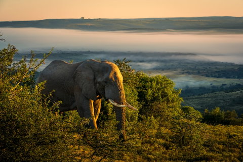 Eastern Cape Game Reserves