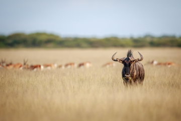 Blue wildebeest starring at the camera in the Central Kalahari