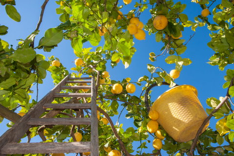 Food & Wine Holidays holidays