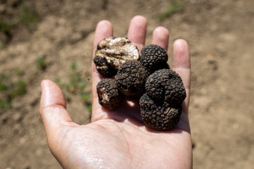 Truffle Hunting Tour