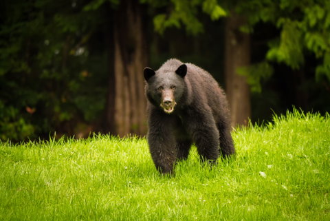 Alaska & Vancouver Island