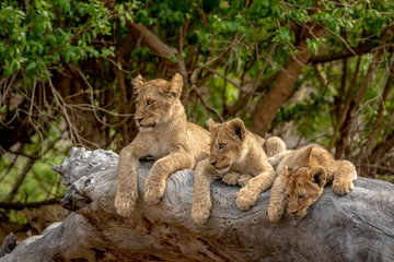 Southern Africa Safari: Kruger & Coast