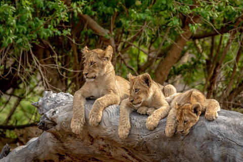 Southern Africa Safari: Kruger & Coast