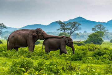 Sri Lanka Family Explorer