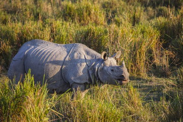 Brahmaputra River Cruise: Rhinos & More