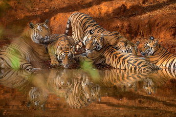 Tigers & Temples