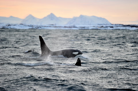 Ultimate Norway – Arctic Expedition under the Northern Lights