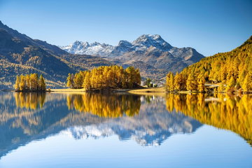 Autumnal larch forest and snow-covered mountains are reflected in the Lake Champfer, St. Moritz, Engadin, Grisons, Switzerland