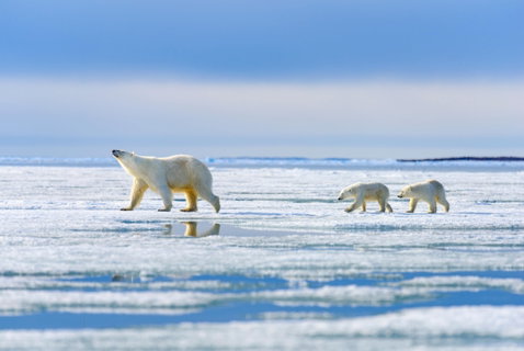 Realm of the Polar Bear (G Expedition)