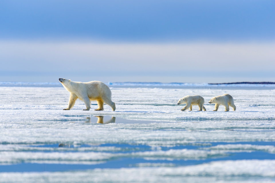 Svalbard In Depth (AE Expeditions)