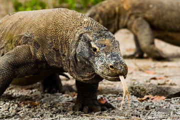Close up of an adult Komodo dragon with its tongue out, against a blurred background. Komodo National Park, Indonesia