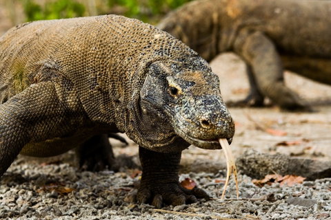 Komodo & Rinca