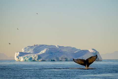 The Great White Continent