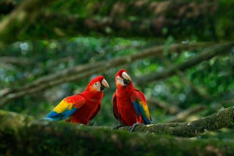 Brazilian Amazon