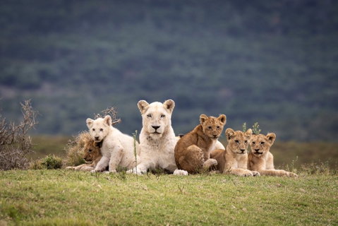 Pumba Game Reserve