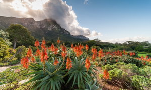 Private Kirstenbosch Gardens & Grapes Tour