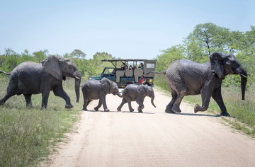 Kruger National Park Full Day Game Safari