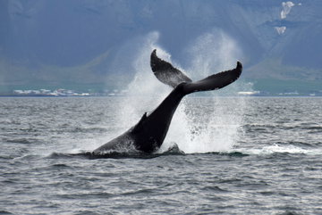 Whale Watching from Reykjavik