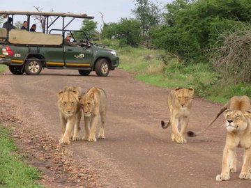 Private Kruger National Park Morning Game Drive