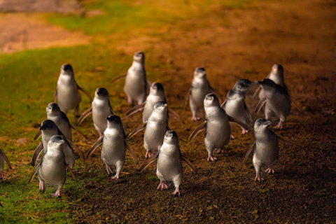 Phillip Island