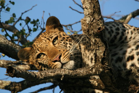 Karongwe Private Game Reserve